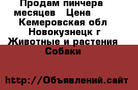 Продам пинчера 10 месяцев › Цена ­ 500 - Кемеровская обл., Новокузнецк г. Животные и растения » Собаки   
